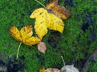 Gelbbraune Ahornblätter auf Moos